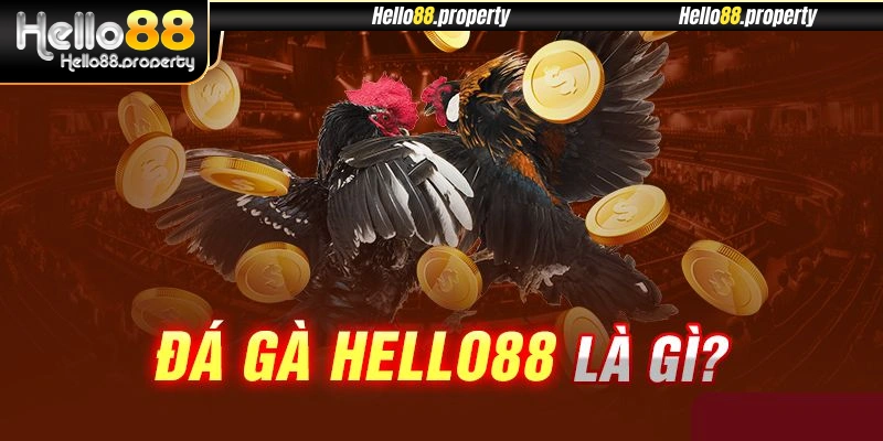 Chia sẻ thông tin khái quát về đá gà Hello88
